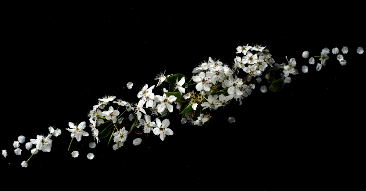 Oracolo dei Fiori Alchemici - CARTE